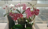 My orchids blooming. February 2024