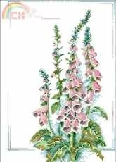 Lanarte 33668 Digitalis Purpurea
