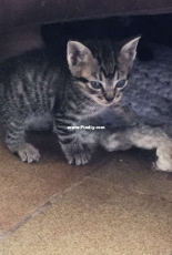 Mi gatita