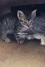 Mi gatita