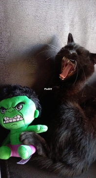 angel and  cuddly doll the hulk