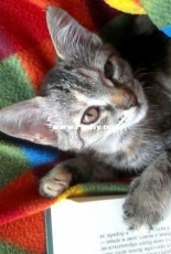 My love cat