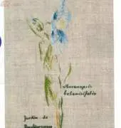 MTSA - Meconopsis de Berchigranges
