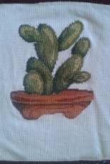 cactus-Le idee di Susanna