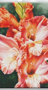 Gladiolus by Annayake