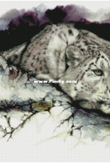Chimera - Snow Leopard