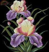 KS 618127 Irises