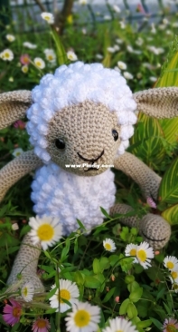 Little Sheep