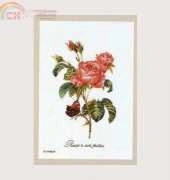 Thea Gouverneur 2030 - Rosier a cent feuilles