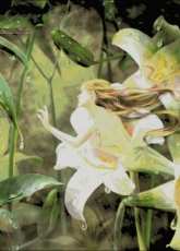 HAED HAEDRZ 122 Mirrors Of Twilight by Drazenka Kimpel