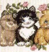 Dimensions  3848  Kitten Trio
