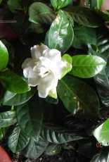 Mi Gardenia en flor
