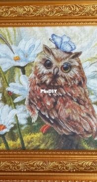 Luca-S - Lucky Owl