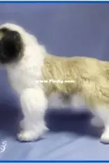 Nata33 - Natalia Zagrebina - St. Bernard - Russian