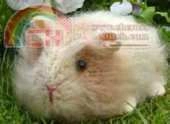 Debi Birkin Designs - Gertie, the Guinea Pig