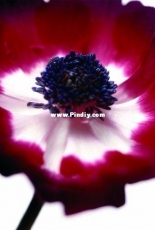 Levron Flower 2 / цвете