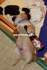 Sorry Folks, I was Too Drunk to get there