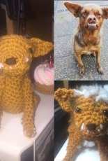 Chilaquil Dog
