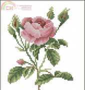 Lanarte 34744 Rosa muscosa