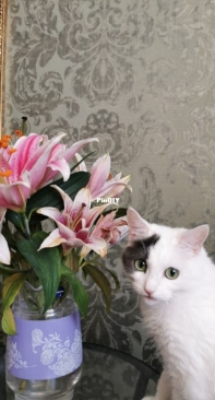 Шиша и лилии