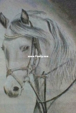 My finished Cross Stitch work  -  Horse