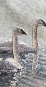 Graceful Swans