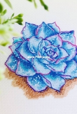 Echeveria by Maria Brovko