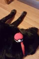 Oscar and a pokeball
