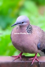 little bird