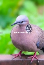 little bird