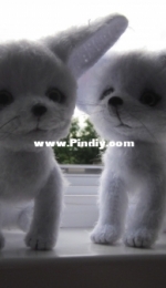 Fennec couple in love