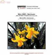 Kreuzstich Kreativ - Daffodils