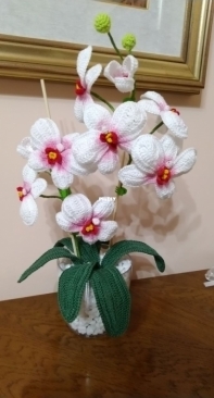 Orchid