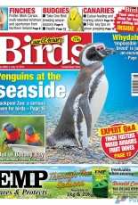 Cage & Aviary Birds - 12 July 2017