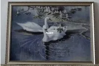 Swan Birds