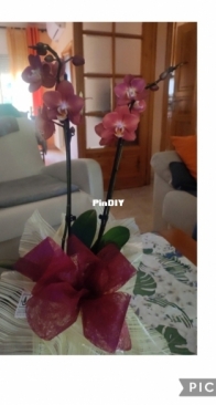 Nueva orquidea/New Orchid