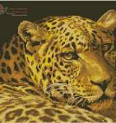 Leopard Portrait