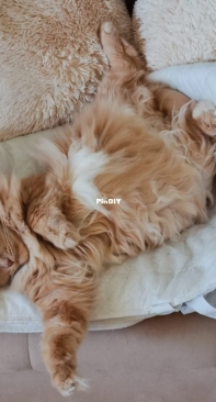 Кот Персик