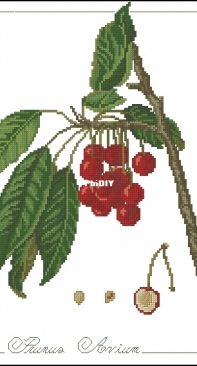 Il frutto del mese - Prunus Avium from ricAmare magazine 2006  XSD + PCS
