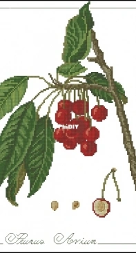 Il frutto del mese - Prunus Avium from ricAmare magazine 2006  XSD + PCS