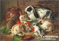 7 Elephants 592 - A Family Of Rabbits