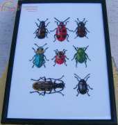 Insects
