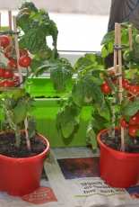 jardinage,faire pousser des légumes