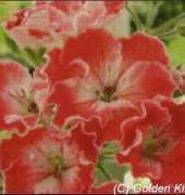 Golden Kite GK 451 - Pelargonium