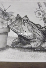 Frog drawing
