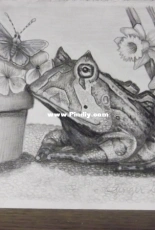 Frog drawing