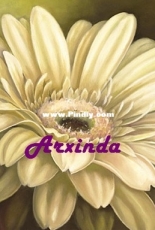 Arxinda - Gerbera