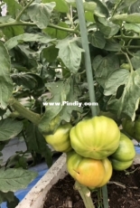 tomatoes