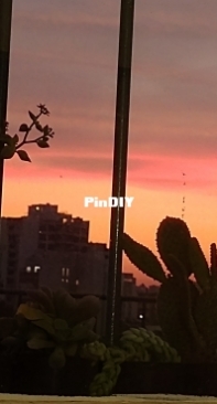 Suculentas al atardecer