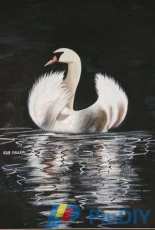 HAED HAESM 1209 Swan by Sue Miller